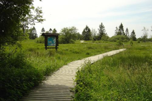 a wooden path in the middle of a field at Holiday home Gîte rural Côté Fagnes in Jalhay