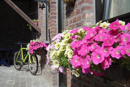 a bunch of flowers are hanging on a wall at Holiday home Gîte rural Côté Fagnes in Jalhay