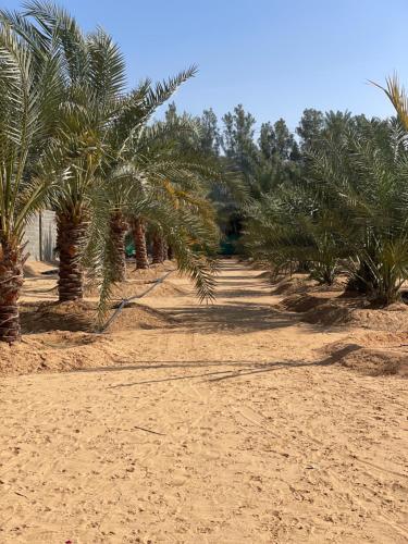 a row of palm trees on a dirt road at مزرعة السلطانية in Buraydah