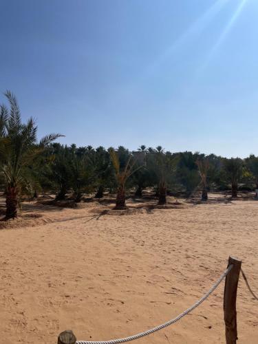 مزرعة السلطانية في بريدة: حبل على الشاطئ مع أشجار النخيل في الخلفية