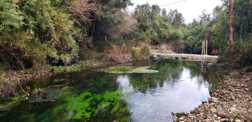 a river with green plants in the water at Cabañas P y R los canelos in Hornopiren