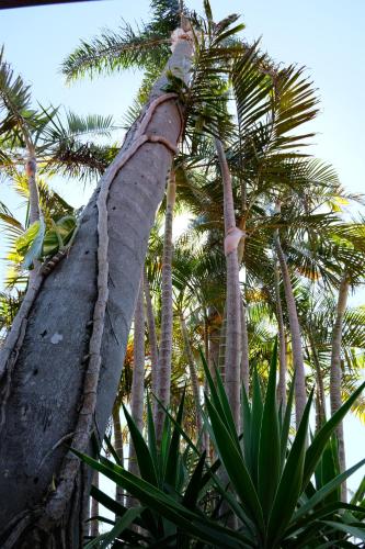 Jardín al aire libre en Sapphire Palms Motel