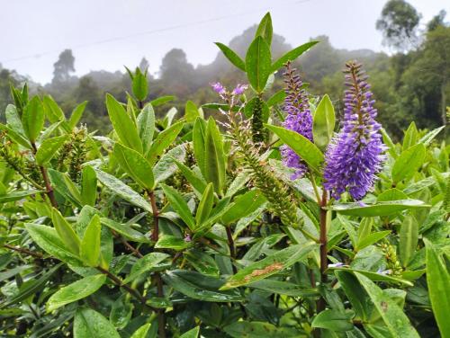 a plant with purple flowers and green leaves at Ng Family’s Farm Stay in Cameron Highlands