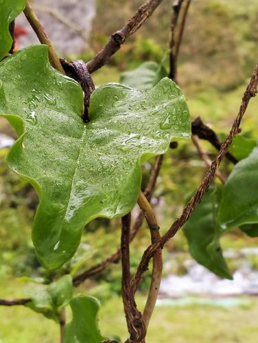 a green leaf on a tree branch at Ng Family’s Farm Stay in Cameron Highlands