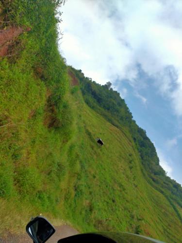 a cow on the side of a grassy hill at Lajoanging Adventure Resort in Saonek