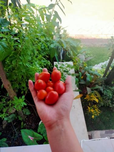 SaonekにあるLajoanging Adventure Resortの庭にトマトを一杯持つ手