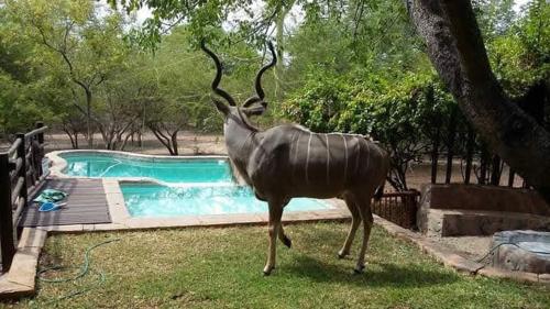 a statue of a gazelle standing next to a pool at Khaya Umdani Guest Houses in Marloth Park
