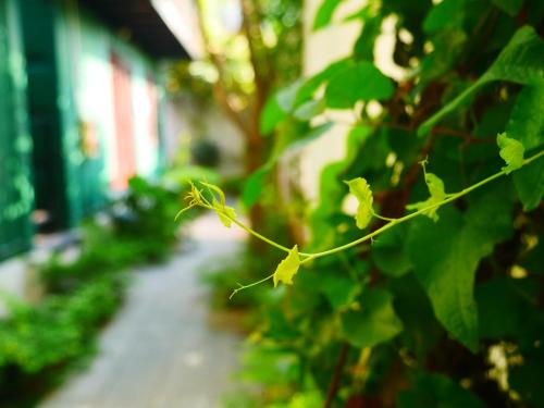 a close up of a plant with green leaves at Cửa Biển Homestay in Hai Phong