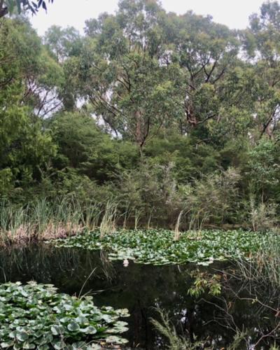 a pond filled with lots of lily pads at Don Valley Lodge in Launching Place