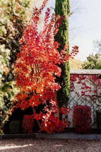 a tree with red leaves next to a fence at Uffington House ~Two bedroom house in Daylesford in Daylesford