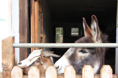 アパートホテルの敷地内または近くにいる動物