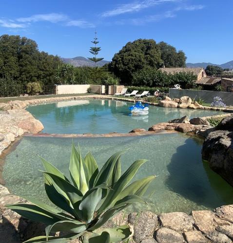 una piscina de agua con una planta en primer plano en Maison L'Oranger avec piscine - Domaine E Case di Cuttoli, en Cuttoli-Corticchiato