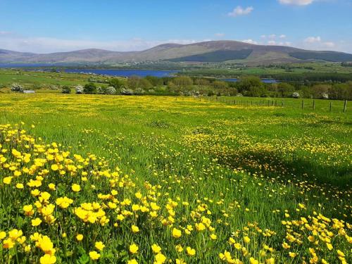 a field of yellow flowers in a green field at Abhainn Ri Cottages in Blessington