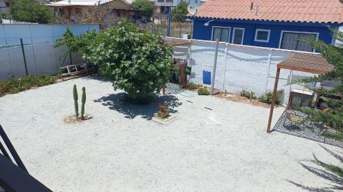 a garden with a cactus and a tree and a house at Departamentos villamar guanaquero in Coquimbo