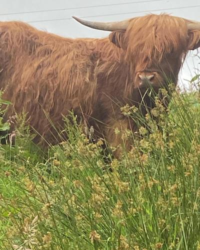 a brown cow standing in a field of grass at Craigievern Holiday Cottage in Drymen