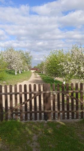 a fence next to a dirt road with flowering trees at Wypoczynek Kocia Góra in Dziemiany