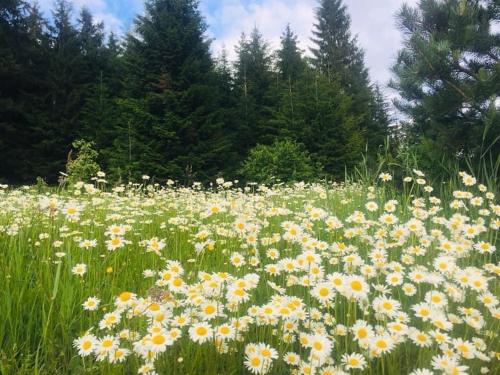 Jardín al aire libre en Park residence
