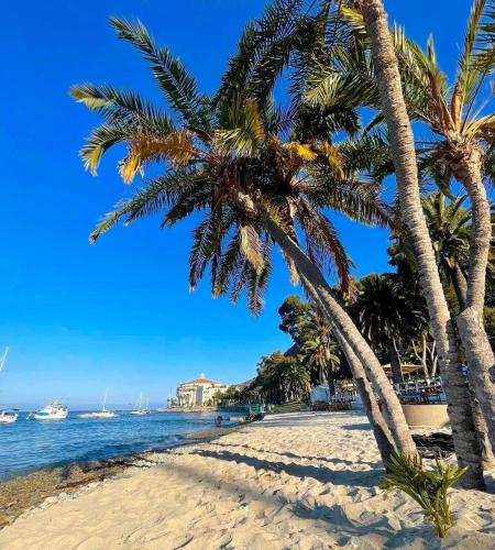 two palm trees on a beach with the ocean at Oceanfront Villa With Breathtaking Views in Avalon