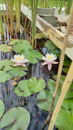 a group of pink water lilies in a pond at The Vineyard Country House in Montagu
