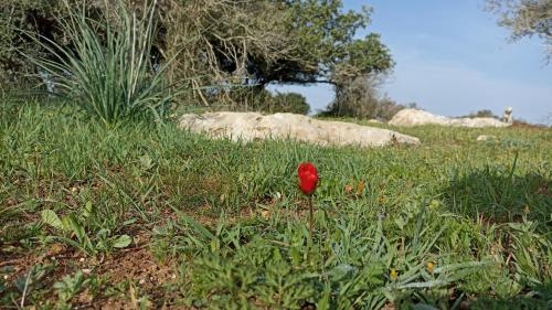 een rode bloem in het midden van een grasveld bij אהבתה גלמפינג של אהבה בעמק האלה in Ẕafririm