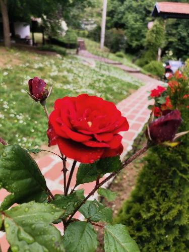 a red rose in a garden next to a sidewalk at Etno Guest House Gorski car in Arandjelovac