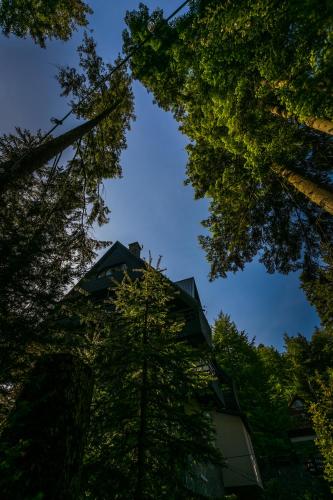 a view of the sky through the trees at Hotel Smart in Sinaia