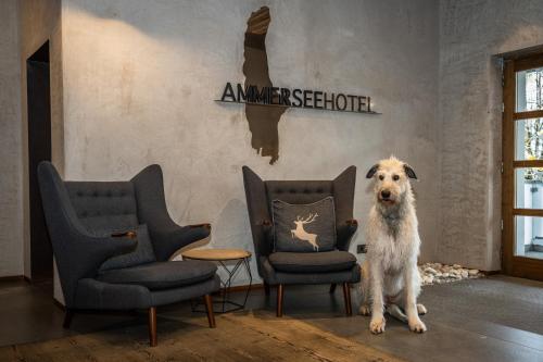 Mascotas con sus dueños en Ammersee-Hotel