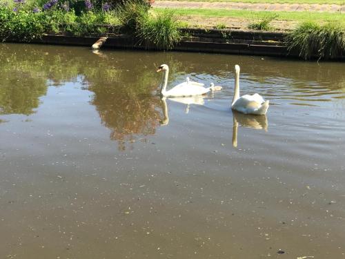 two white swans swimming in a pond at The Stables and Granary at Shawbroom Farm in Cheswardine