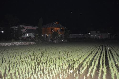 a field of corn in front of a house at night at THE SINGKI HOME FAMILY in Rantepao