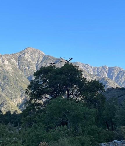 a tree on a hill with mountains in the background at Cabaña En Lago colbun, sector Pasó Nevado in Talca