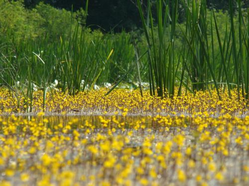 un montón de flores amarillas en el agua en Rural Tourism Family Ravlic, en Mužilovčica