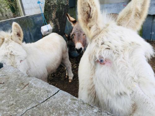 three white ponies standing next to a tree at Agriturismo Pranu in Sorgono