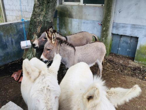 a group of animals standing next to each other at Agriturismo Pranu in Sorgono