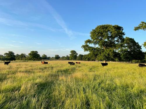 a group of cows grazing in a field at Beautiful Yurt with stunning South Downs views in Graffham