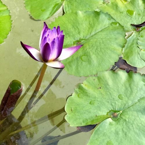 a purple water lily in a pond with green leaves at La Parcela Cunkal in Conkal