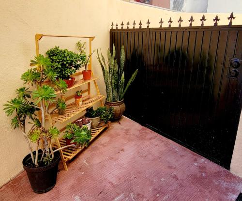 a bunch of potted plants on shelves next to a black gate at COZY CASITA EN PLAYAS DE TIJUANA in Tijuana