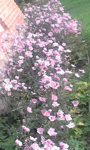 Zahrada ubytování Faraway's Bed & Breakfast