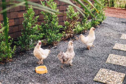 a group of chickens standing in a yard at Plaiphu Pool Villas in Phangnga