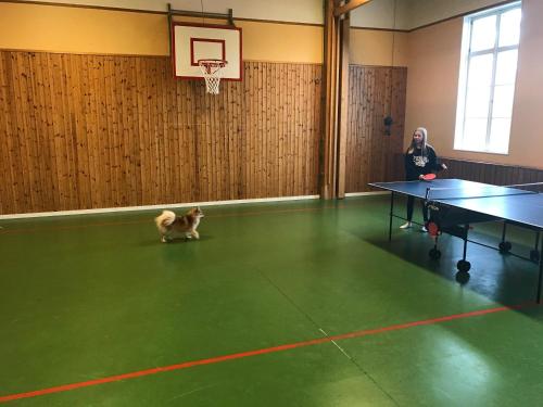 Stolní tenis v ubytování Sjugare Gård Glamping nebo okolí
