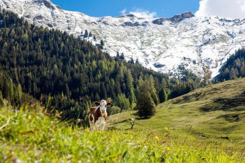 Hütte in der Hütte في راوريس: بقرة تقف في حقل مع جبال في الخلف