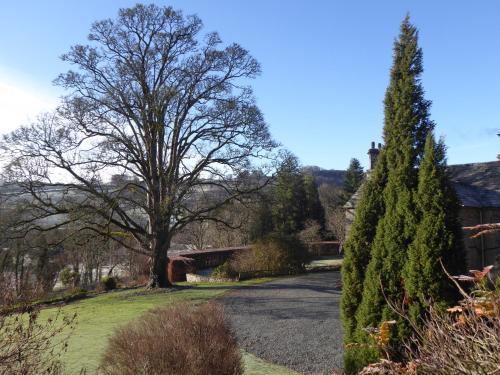 a tree on the side of a road with a bridge at The Skreen in Builth Wells