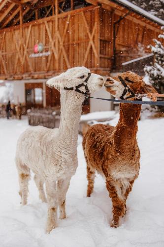 two llamas standing next to each other in the snow at Familienhotel Huber in Valles