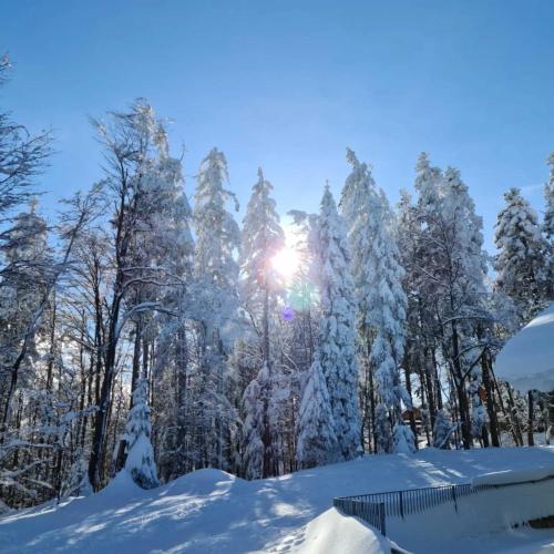 a snow covered forest with the sun shining through the trees at APARTMA JEREBIKA ŠT. 20 in Pohorje