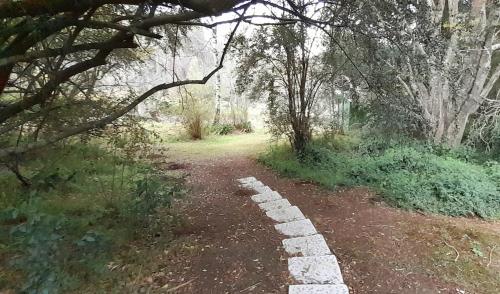 a path in the middle of a forest with trees at Touraco in Hogsback