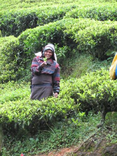 a woman standing in a field of tea plantations at Mallis Guesthouse in Habaraduwa