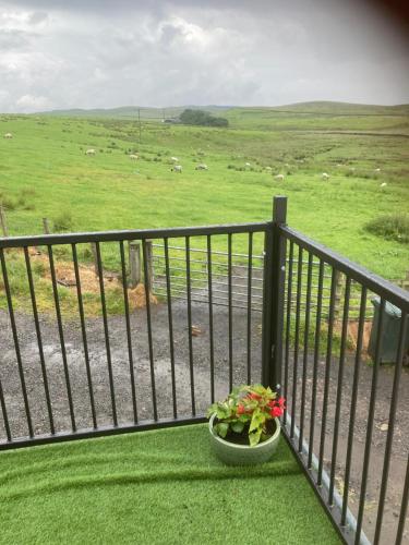 a pot of flowers on a balcony with a view of a field at Whiteside Granary in Haltwhistle