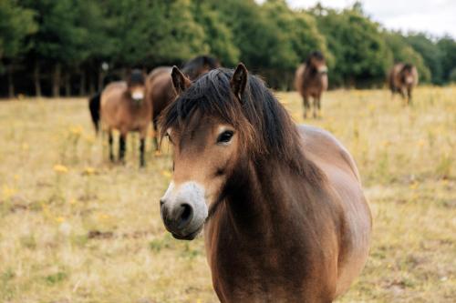 a brown horse standing in a field with other horses at Fritton Lake - The Clubhouse in Great Yarmouth