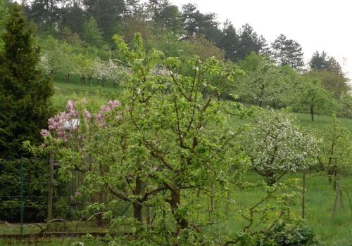 ラウダ・ケーニヒスホーフェンにあるGästehaus Zum Lammの畑にピンクの花が咲く木
