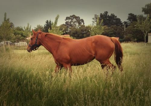 a brown horse standing in a field of tall grass at Bahía de cimarrones in Dolores