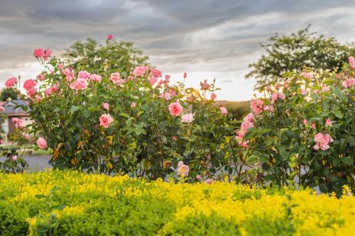 a bunch of pink roses in a garden at Golfers Inn in Tenterfield